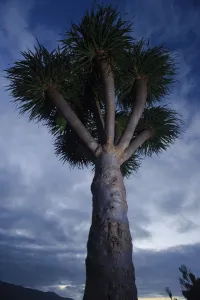Dragon tree (Dracaena draco) dusk, La Palma, Canary Islands, Spain, March 2009