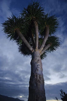 Images Dated 22nd March 2009: Dragon tree (Dracaena draco) dusk, La Palma, Canary Islands, Spain, March 2009