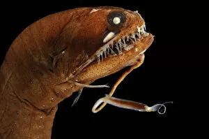 Images Dated 8th December 2011: Dragonfish (Melanostomias melanops) - deep sea specimen from 2000m depth, nr Cape Verde Islands