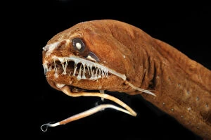 Dragonfish (Melanostomias melanops) - deep sea specimen from 2000m depth, nr Cape Verde Islands