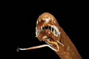 Dragonfish (Melanostomias melanops) - deep sea specimen from 2000m depth, nr Cape Verde Islands