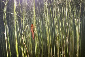 Nymph Prints: Dragonfly (Odonata) nymph resting on plant stem underwater