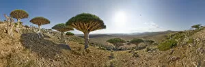 Arabia Gallery: Dragons blood trees (Dracena cinnibaris) and Desert rose (Adenium obesum socotranum) in Momi Valley