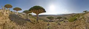 Horizon Prints: Dragons blood trees (Dracena cinnibaris) and Desert rose (Adenium obesum socotranum) in Momi Valley
