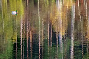 Duck Prints: Drake Mallard duck (Anas platyrhynchos) swimming through colourful reflections of trees at Glencoe Lochan