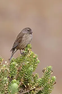 True Finch Prints: Drakensberg siskin (Serinus symonsi) female