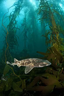 Algae Gallery: Draughtsboard Shark / Australian Swellshark (Cephaloscyllium laticeps) swims through