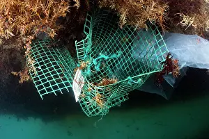 Environmental Issues Prints: Drifting rubbish trapped in mass of Sargassum (Sargassum sp)