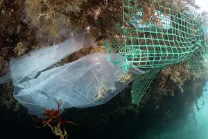 Environmental Issues Prints: Drifting rubbish trapped in mass of Sargassum (Sargassum sp)