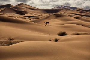 Sand Dunes Prints: Dromedary Camel (Camelus dromedarius) in the Erg Chebbi Dunes. Sahara Desert, Morocco