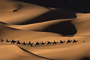 Artiodactyla Prints: Dromedary camel (Camelus dromedarius) train crossing Merzouga dunes, Tafilalt, Sahara