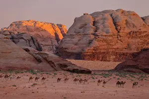 Middle East Prints: Dromedary (Camelus dromedarius) herd walking in a line through desert at sunset