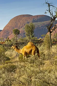 Australia Collection: Dromedry camel (Camelus dromedarius) wild male, Uluru-Kata Tjuta National Park, Northern Territory