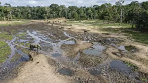 Central Africa Gallery: Drone aerial view of group of African forest elephants (Loxodonta cyclotis)