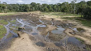 Minerals Prints: Drone aerial view of group of African forest elephants (Loxodonta cyclotis)