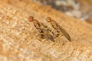 Malpighiales Prints: Druid flies (Clusia lateralis) pair