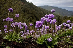 Purple Gallery: Drumstick primrose (Primula denticulata) flowering - high elevation flowers of the Himalaya