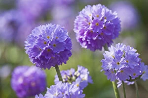 Purple Collection: Drumstick primrose (Primula deticulata) cultivated, Germany