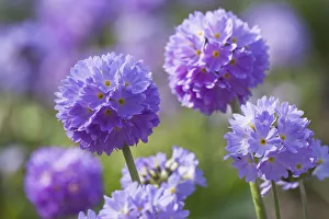 Primulaceae Prints: Drumstick primrose (Primula deticulata) cultivated, Germany