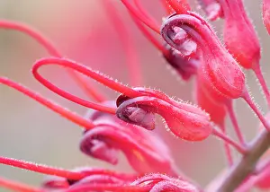 Proteanae Prints: Dryander's grevillea (Grevillea dryandri) in flower