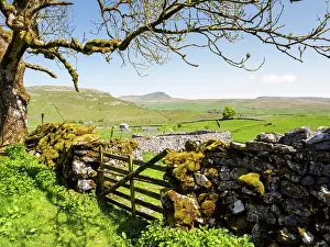Dry Stone Wall Prints: Drystone wall and wooden gate with view looking towards Penyghent from the hill above Feizor