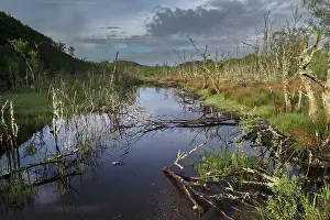 Conservation Prints: Dubh lake - site of a Beaver release trial