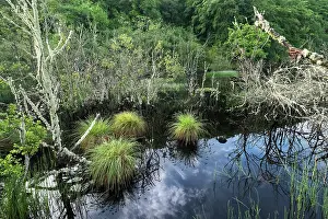 Conservation Prints: Dubh lake - site of a Beaver release trial