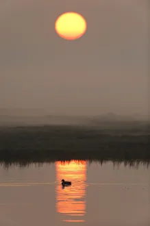 Images Dated 17th April 2011: Duck on water in reflection of sunlight at dawn, Elmley RSPB Reserve, Kent, UK, April