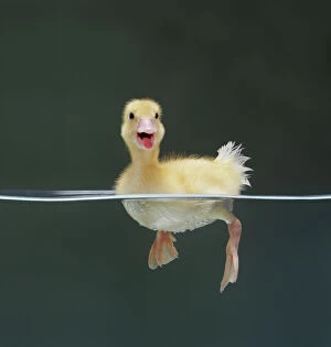 Anatinae Gallery: Duckling swimming on water surface, captive, UK