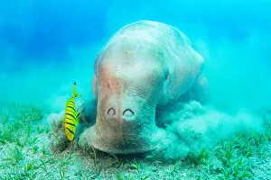 Dugong (Dugong dugon) feeding on Tapegrass (Halophila stipulacea)