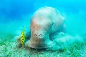 Alismatales Prints: Dugong (Dugong dugon) feeding on Tapegrass (Halophila stipulacea)