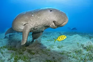 Bony Fish Collection: Dugong (Dugong dugon) male feeding on a seagrass meadow (Halophila stipulacea)