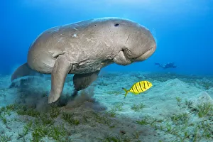 Perciformes Prints: Dugong (Dugong dugon) male feeding on a seagrass meadow (Halophila stipulacea)