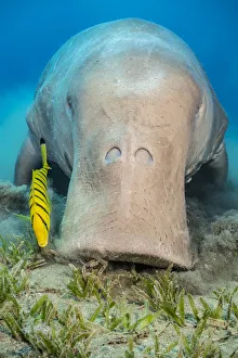 Dugong (Dugong dugon) male feeding on a seagrass meadow (Halophila stipulacea)