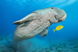 Dugong (Dugong dugon) male and juvenile Golden trevally (Gnathanodon speciosus