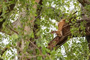 Bovidae Prints: Duiker (Sylvicapra grimmia) carcass stashed in the upper branches of a tree by a Leopard