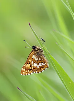 Images Dated 2nd June 2013: Duke of Burgundy butterfly (Hamearis lucina), Wiltshire, UK, June