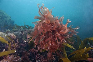 Seaweed Gallery: Dulse (Palmaria palmata) English Channel, off the coast of Sark, Channel Islands, July