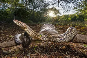 Dumerils Boa (Acrantophis dumerili) basking in late afternoon sunshine on forest floor