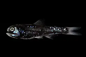 Deep Sea Prints: Dumeril's lanternfish (Diaphus dumerilii) portrait