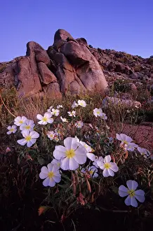Onagraceae Prints: Dune evening primrose (Oenothera deltoides) blooming in desert