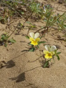 May 2021 Highlights Prints: Dune pansies / Seaside pansies (Viola tricolor curtisii) flowering on coastal sand dunes