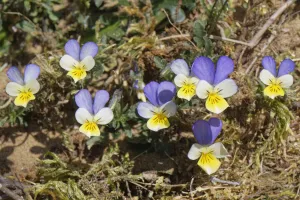 Dune pansies / Seaside pansies (Viola tricolor curtisii) flowering on coastal sand dunes, Merthyr Mawr Warren National Nature Reserve, Glamorgan, Wales, UK. April