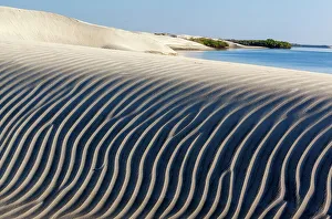 American Mangrove Gallery: Dune and Red Mangrove (Rhizophora mangle), Bahia Magdalena, Baja California Peninsula