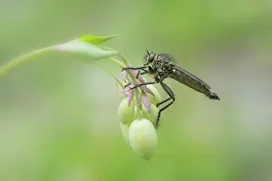 Italy Prints: Dune robberfly (Philonicus albiceps) resting on plant stem