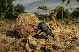 December 2022 Highlights Gallery: Dung beetle (Scarabaeidae) rolling a ball of dung, Texas, USA. May