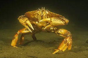 Dungeness crab (Metacarcinus magister) standing on seabed, Vancouver, British Columbia, Canada, Pacific Ocean