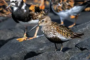 Netherlands Prints: Dunlin (Calidris alpina) in breeding plumage resting among flock of Ruddy turnstones (Arenaria interpres) on groyne