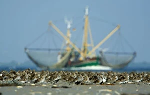 Images Dated 26th April 2009: Dunlin (Calidris alpina) flock on beach, with large fishing boat behind, Bhl, Germany