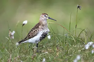 Sandpiper Prints: Dunlin (Calidris alpina) in grassland, Shetland Islands, Scotland, UK. June